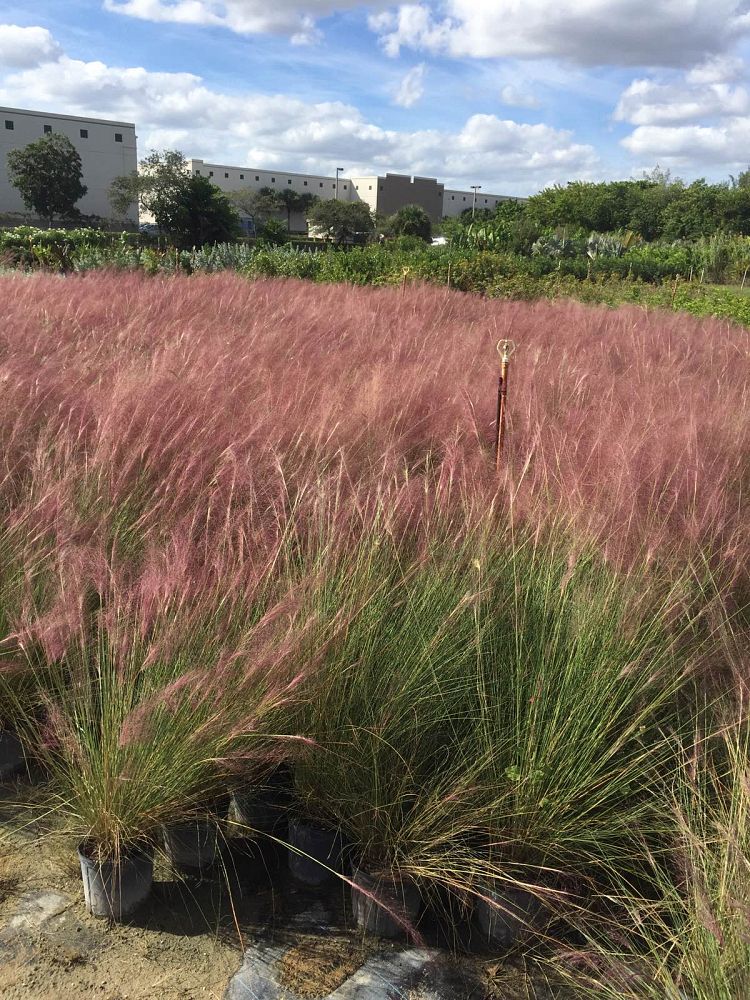 muhlenbergia-capillaris-gulf-coast-muhly-grass-hair-awn-muhly-pink-muhly-grass