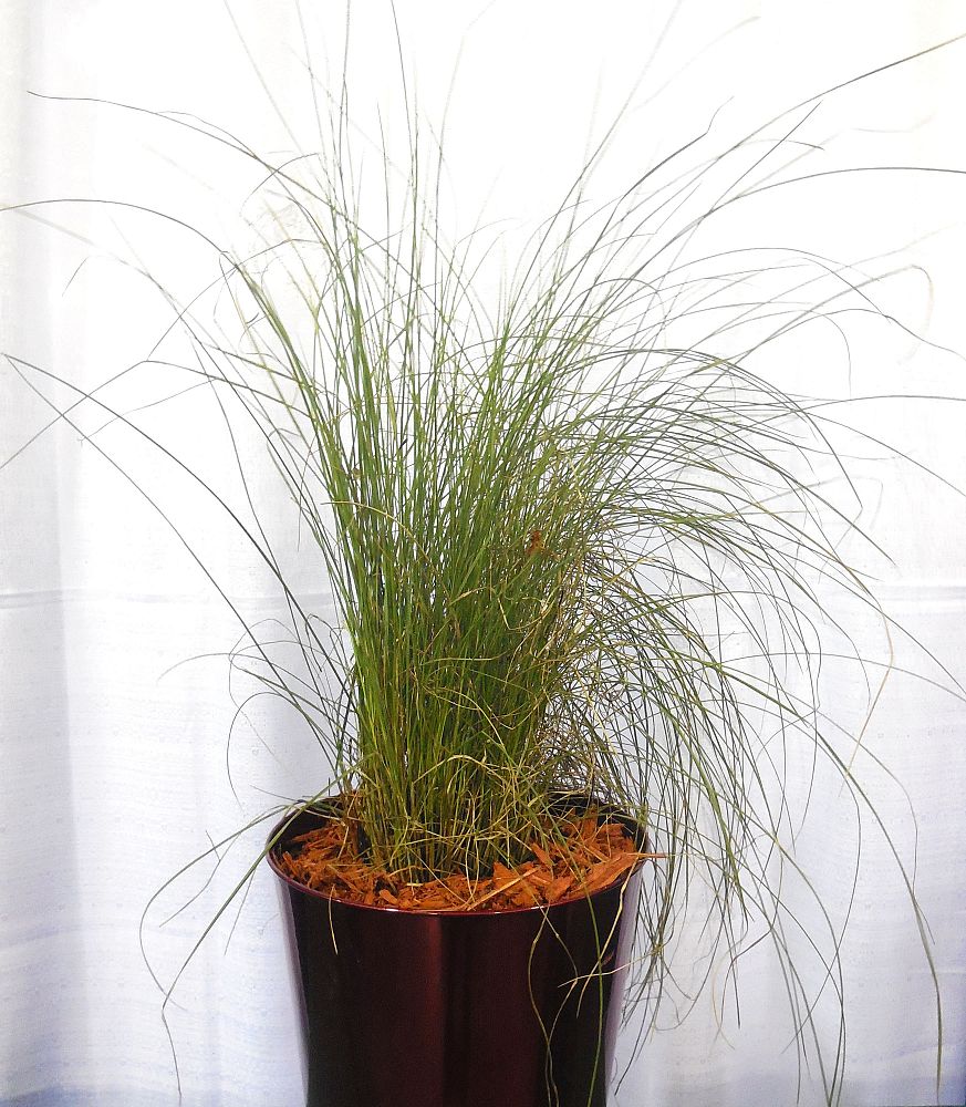 muhlenbergia-capillaris-gulf-coast-muhly-grass-hair-awn-muhly-pink-muhly-grass