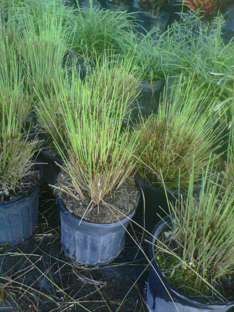 muhlenbergia-capillaris-gulf-coast-muhly-grass-hair-awn-muhly-pink-muhly-grass