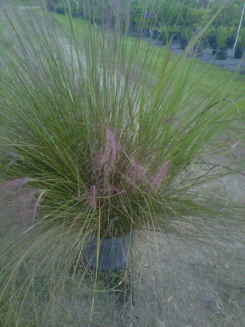 muhlenbergia-capillaris-gulf-coast-muhly-grass-hair-awn-muhly-pink-muhly-grass