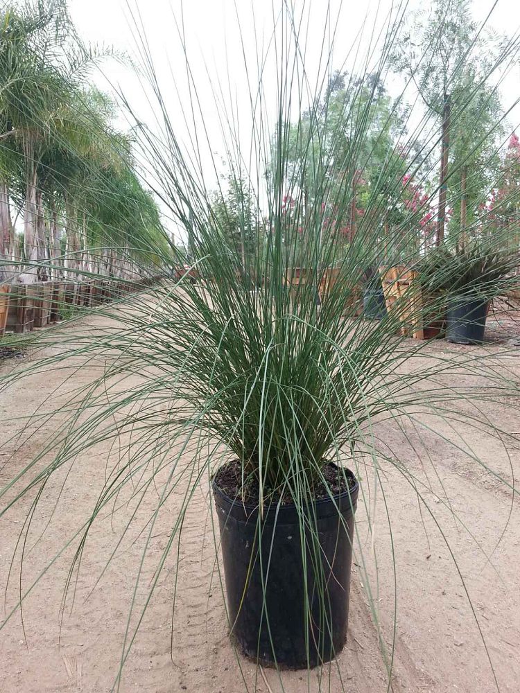 muhlenbergia-capillaris-gulf-coast-muhly-grass-hair-awn-muhly-pink-muhly-grass