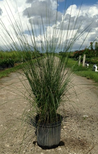 muhlenbergia-capillaris-gulf-coast-muhly-grass-hair-awn-muhly-pink-muhly-grass