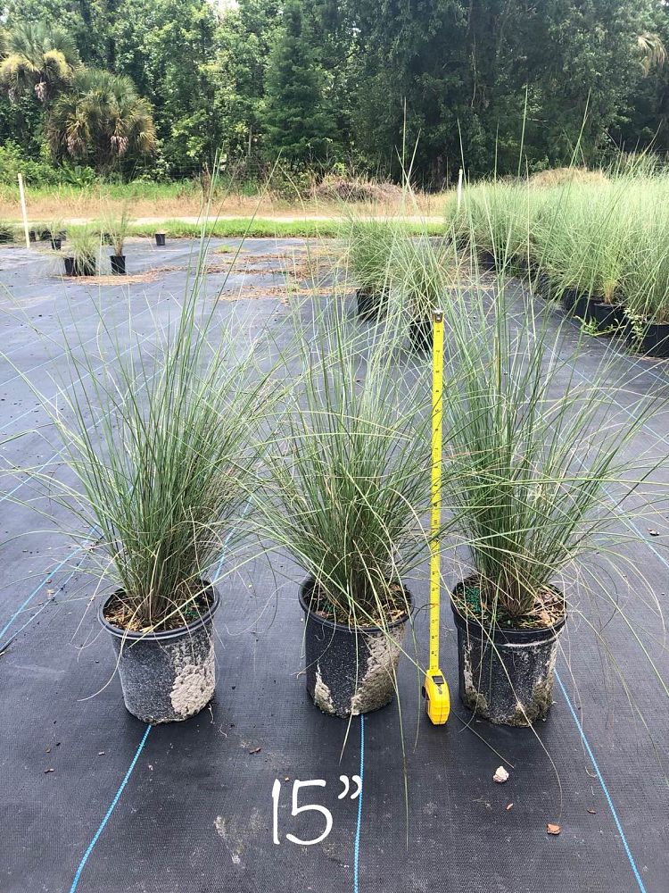 muhlenbergia-capillaris-gulf-coast-muhly-grass-hair-awn-muhly-pink-muhly-grass
