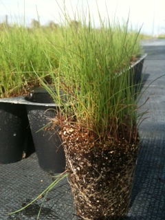 muhlenbergia-capillaris-gulf-coast-muhly-grass-hair-awn-muhly-pink-muhly-grass