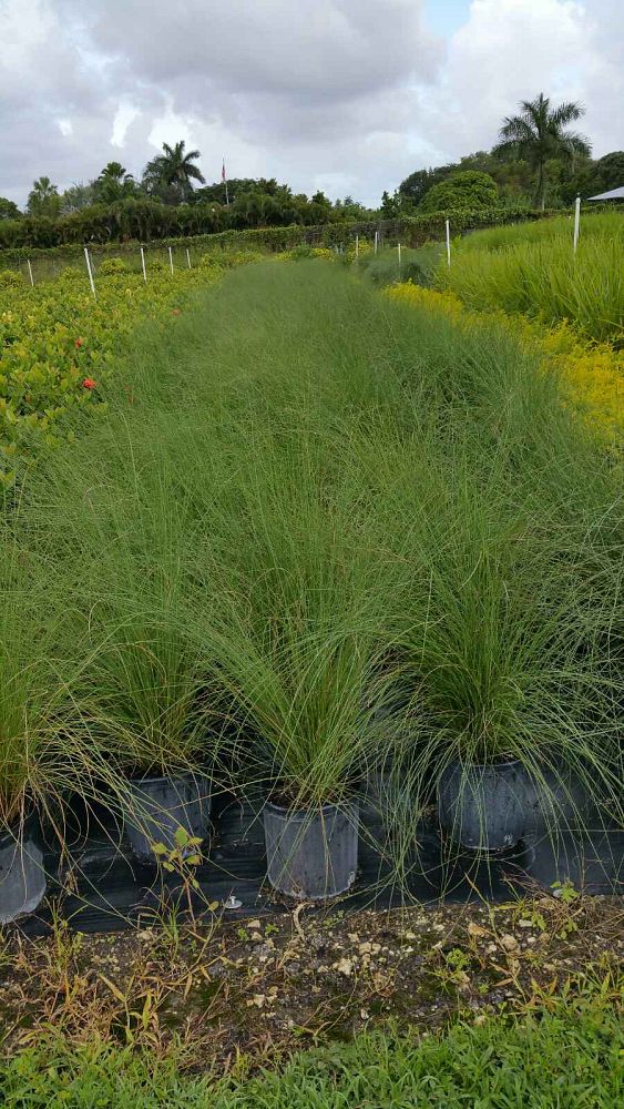 muhlenbergia-capillaris-gulf-coast-muhly-grass-hair-awn-muhly-pink-muhly-grass