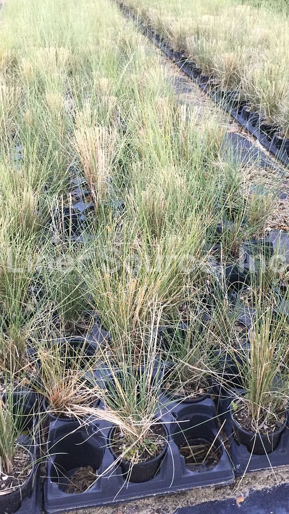 muhlenbergia-capillaris-gulf-coast-muhly-grass-hair-awn-muhly-pink-muhly-grass
