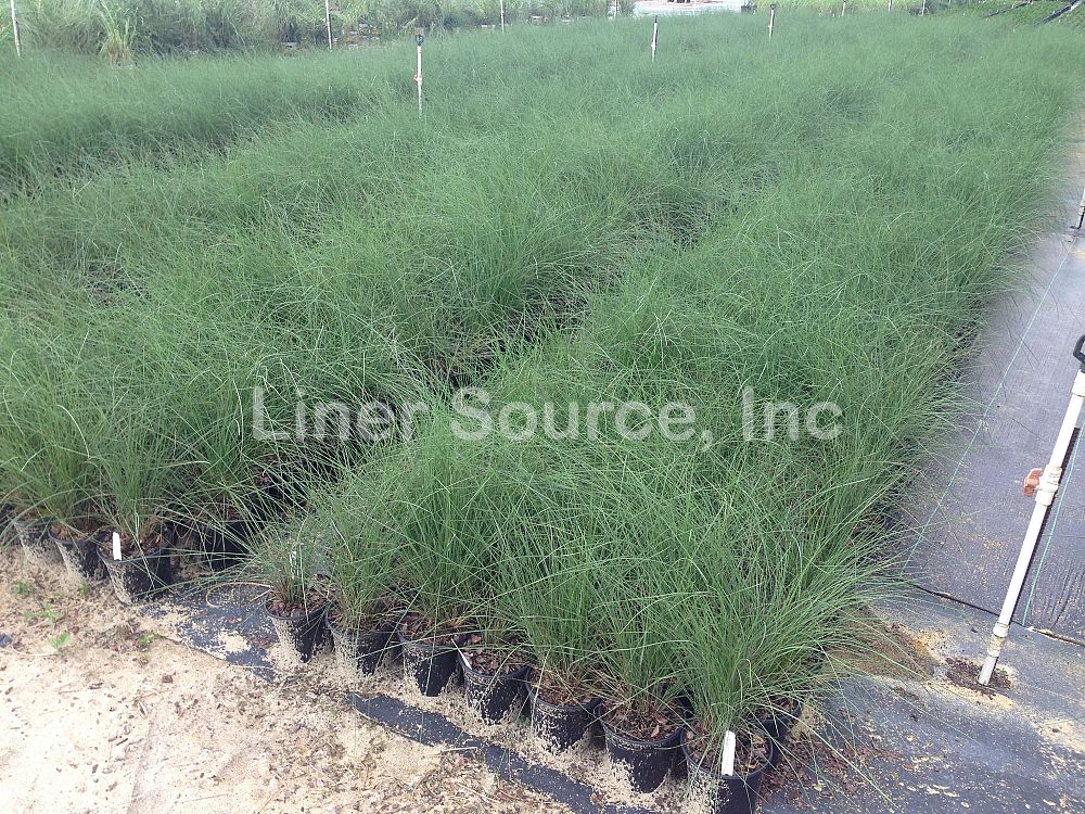 muhlenbergia-capillaris-gulf-coast-muhly-grass-hair-awn-muhly-pink-muhly-grass