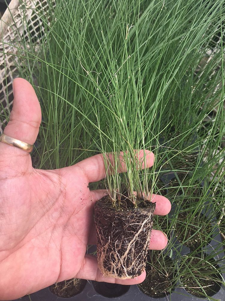 muhlenbergia-capillaris-gulf-coast-muhly-grass-hair-awn-muhly-pink-muhly-grass