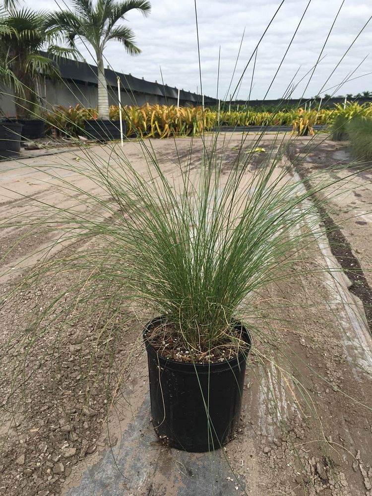 muhlenbergia-capillaris-gulf-coast-muhly-grass-hair-awn-muhly-pink-muhly-grass