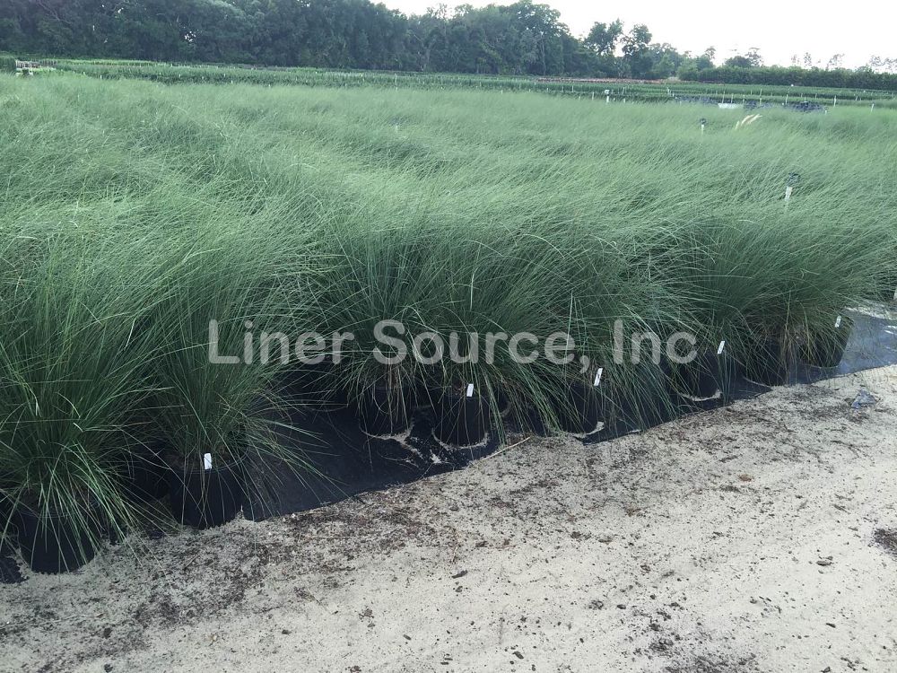 muhlenbergia-capillaris-gulf-coast-muhly-grass-hair-awn-muhly-pink-muhly-grass
