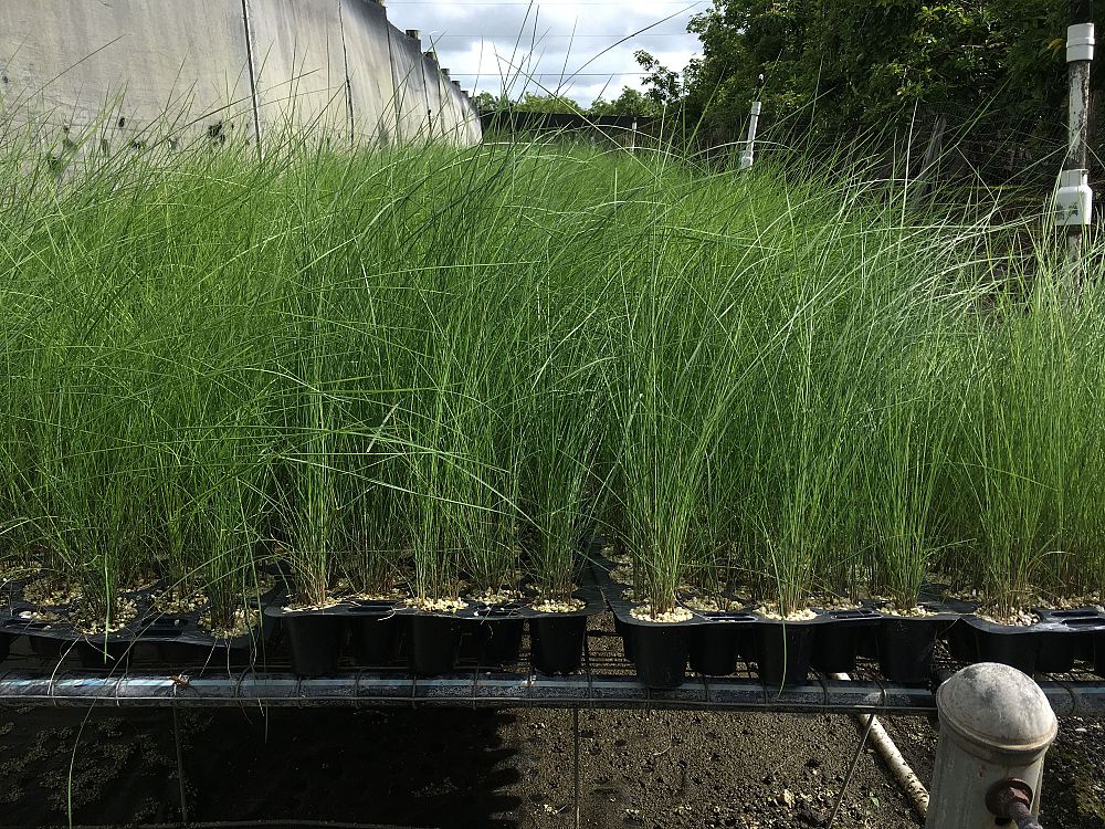 muhlenbergia-capillaris-gulf-coast-muhly-grass-hair-awn-muhly-pink-muhly-grass