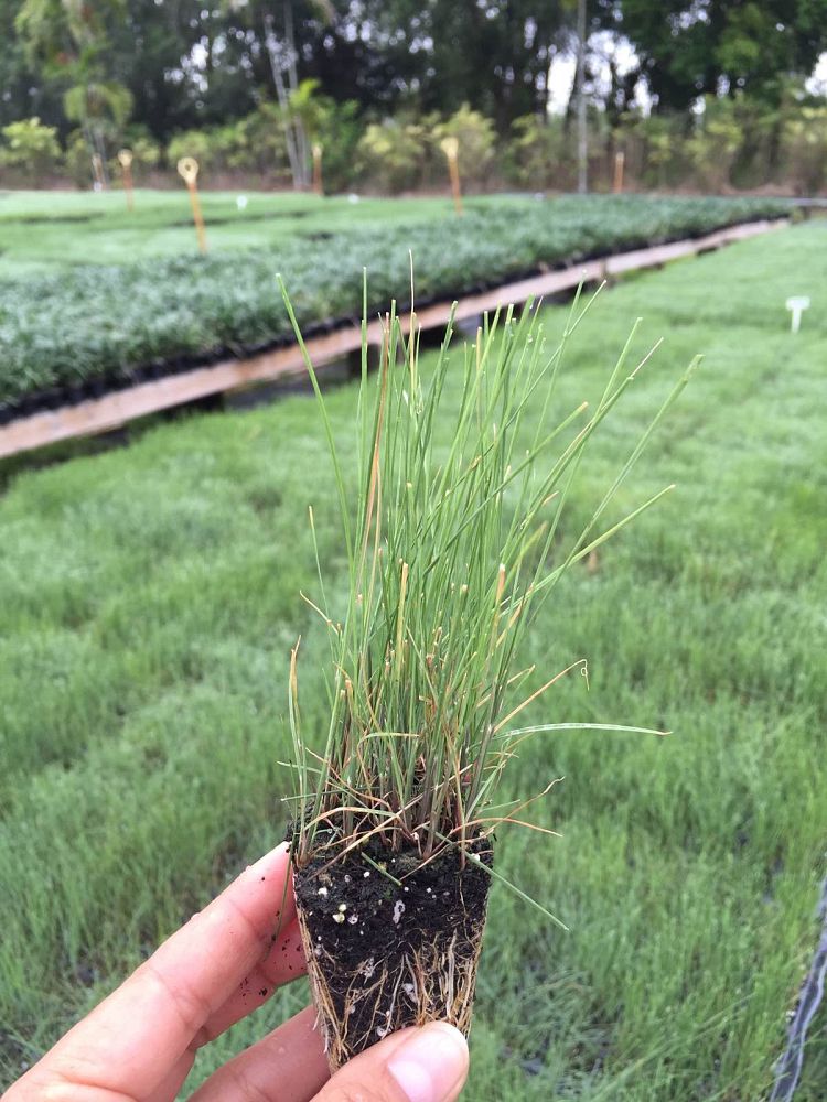 muhlenbergia-capillaris-gulf-coast-muhly-grass-hair-awn-muhly-pink-muhly-grass