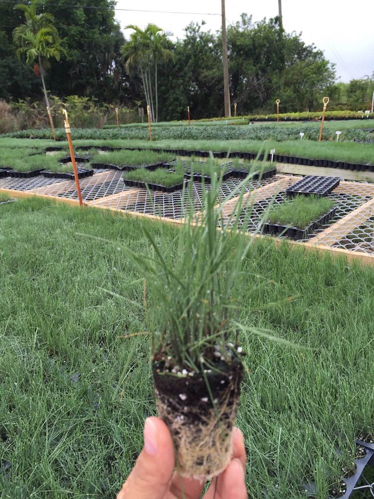 muhlenbergia-capillaris-gulf-coast-muhly-grass-hair-awn-muhly-pink-muhly-grass