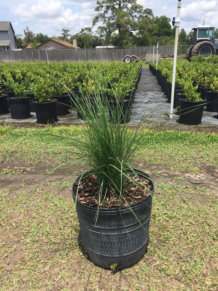 muhlenbergia-capillaris-gulf-coast-muhly-grass-hair-awn-muhly-pink-muhly-grass