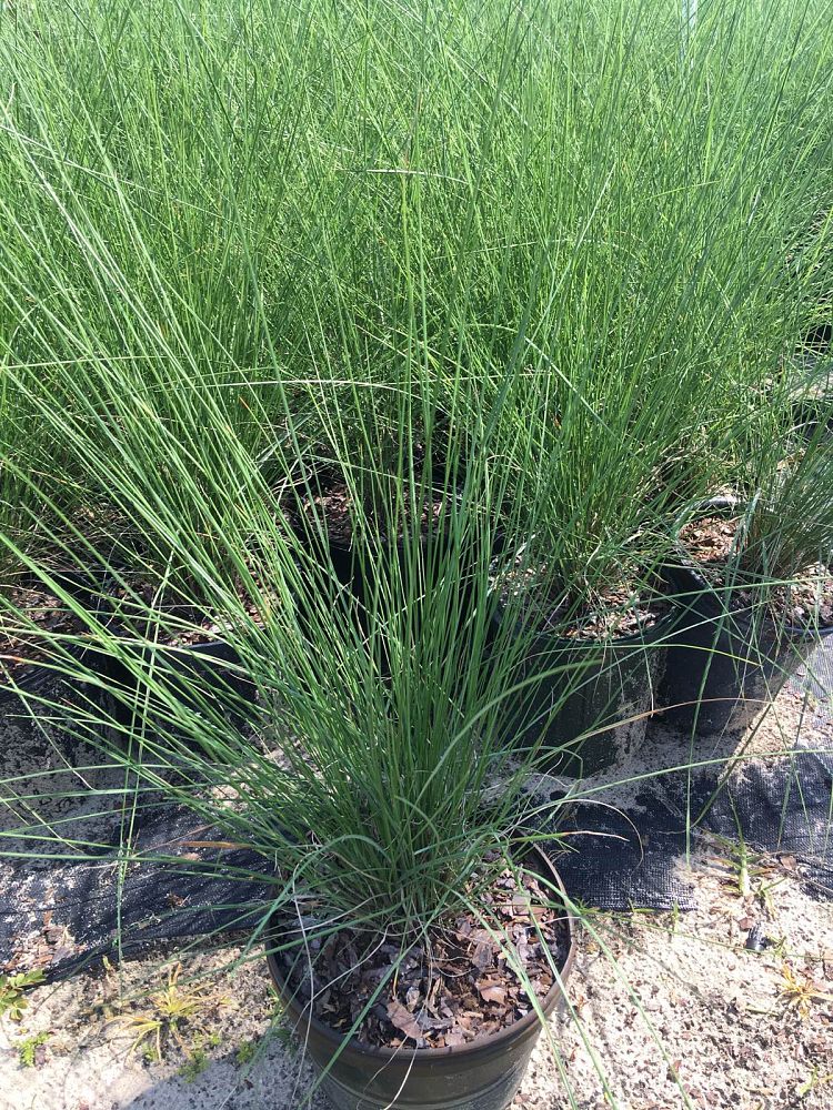 muhlenbergia-capillaris-gulf-coast-muhly-grass-hair-awn-muhly-pink-muhly-grass