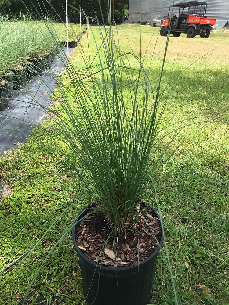 muhlenbergia-capillaris-gulf-coast-muhly-grass-hair-awn-muhly-pink-muhly-grass