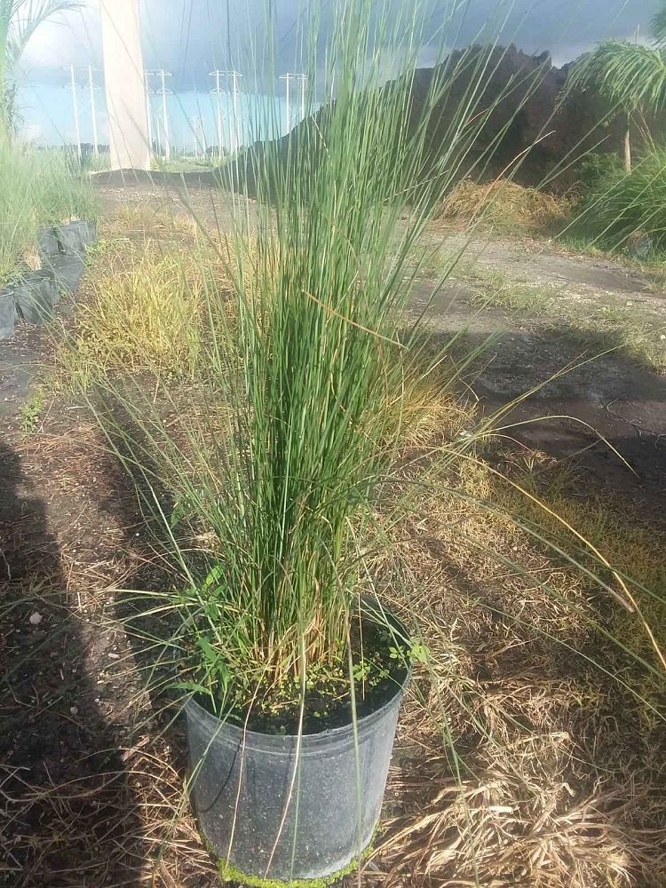muhlenbergia-capillaris-gulf-coast-muhly-grass-hair-awn-muhly-pink-muhly-grass