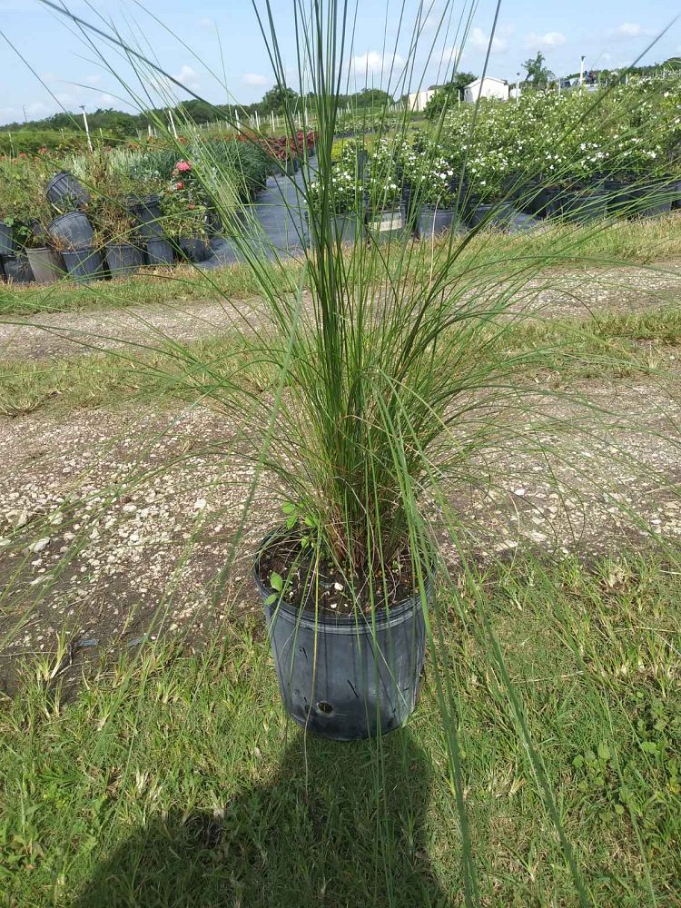 muhlenbergia-capillaris-gulf-coast-muhly-grass-hair-awn-muhly-pink-muhly-grass