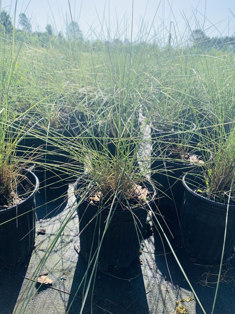 muhlenbergia-capillaris-gulf-coast-muhly-grass-hair-awn-muhly-pink-muhly-grass