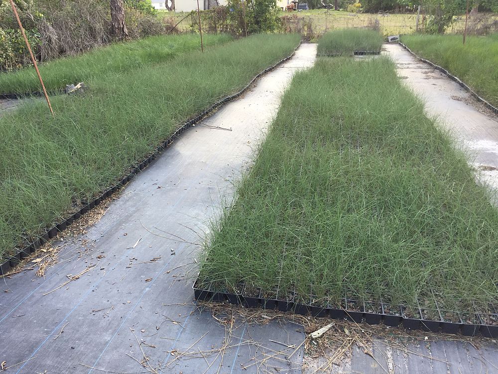 muhlenbergia-capillaris-gulf-coast-muhly-grass-hair-awn-muhly-pink-muhly-grass