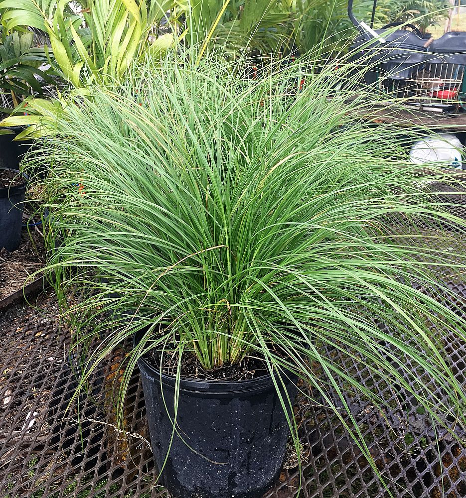 muhlenbergia-capillaris-gulf-coast-muhly-grass-hair-awn-muhly-pink-muhly-grass