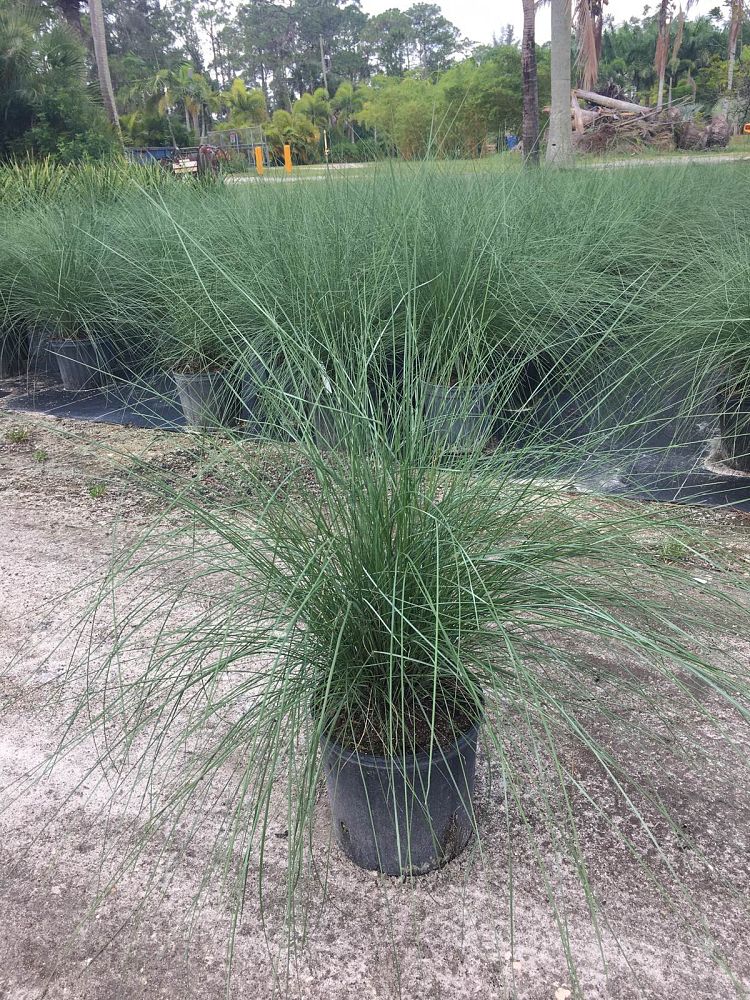 muhlenbergia-capillaris-gulf-coast-muhly-grass-hair-awn-muhly-pink-muhly-grass