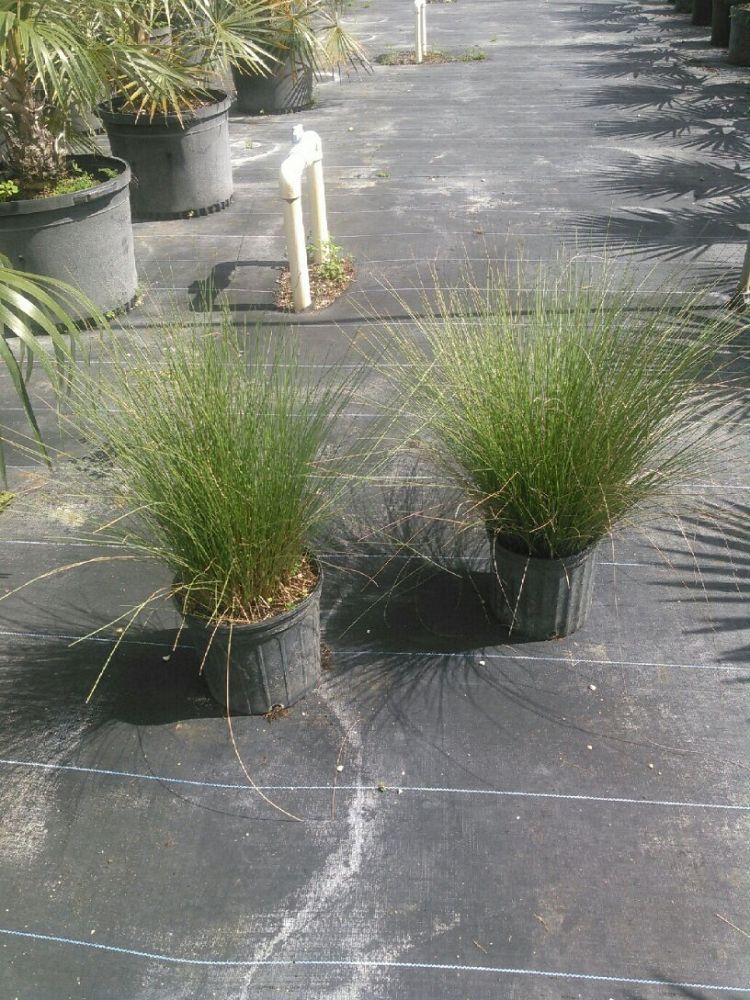 muhlenbergia-capillaris-gulf-coast-muhly-grass-hair-awn-muhly-pink-muhly-grass