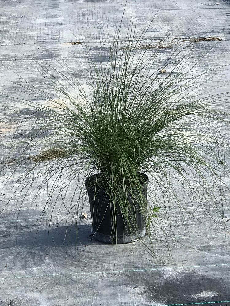 muhlenbergia-capillaris-gulf-coast-muhly-grass-hair-awn-muhly-pink-muhly-grass