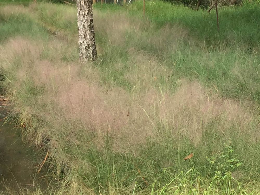muhlenbergia-capillaris-gulf-coast-muhly-grass-hair-awn-muhly-pink-muhly-grass