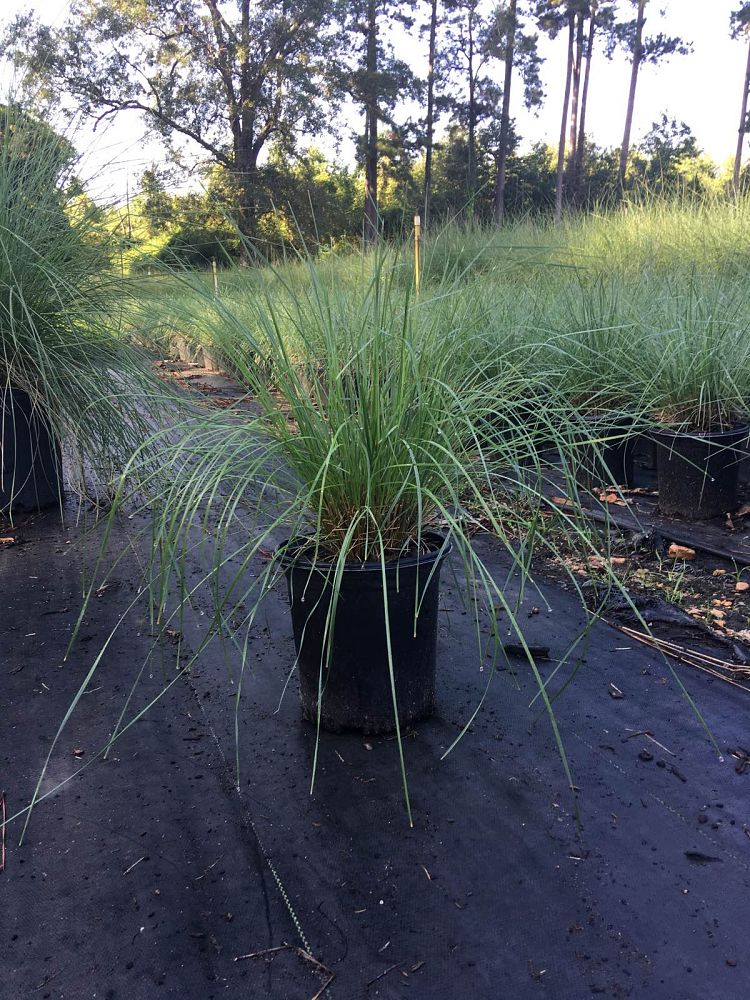 muhlenbergia-capillaris-gulf-coast-muhly-grass-hair-awn-muhly-pink-muhly-grass