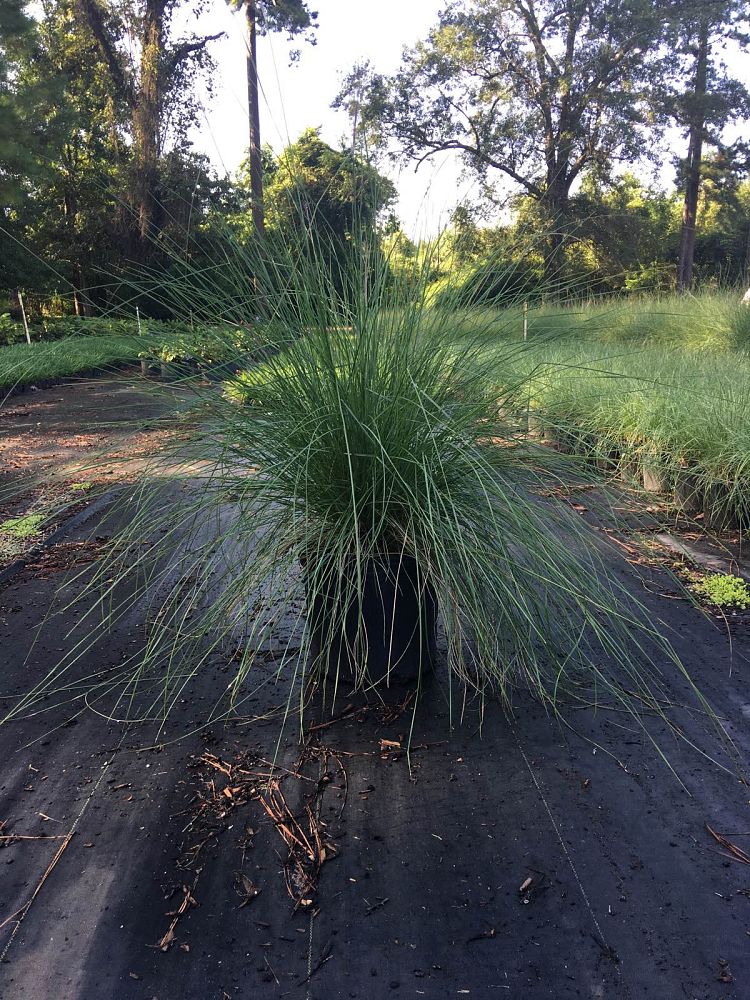 muhlenbergia-capillaris-gulf-coast-muhly-grass-hair-awn-muhly-pink-muhly-grass