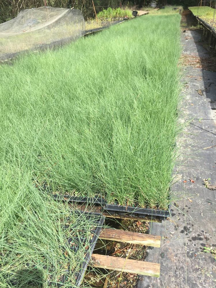 muhlenbergia-capillaris-gulf-coast-muhly-grass-hair-awn-muhly-pink-muhly-grass