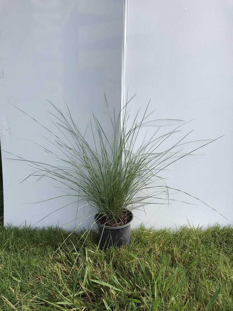 muhlenbergia-capillaris-gulf-coast-muhly-grass-hair-awn-muhly-pink-muhly-grass