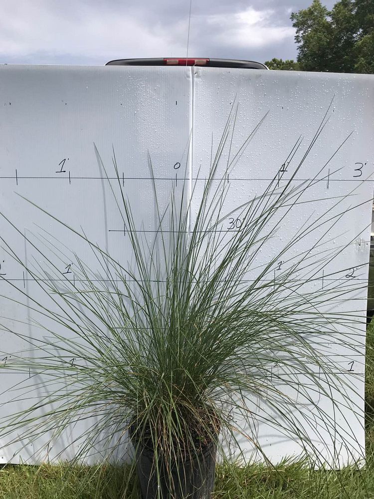 muhlenbergia-capillaris-gulf-coast-muhly-grass-hair-awn-muhly-pink-muhly-grass