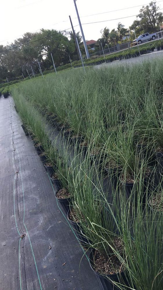 muhlenbergia-capillaris-gulf-coast-muhly-grass-hair-awn-muhly-pink-muhly-grass