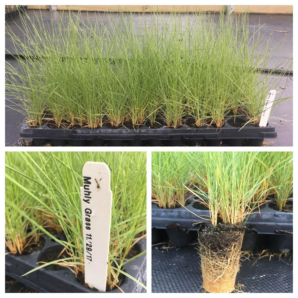 muhlenbergia-capillaris-gulf-coast-muhly-grass-hair-awn-muhly-pink-muhly-grass