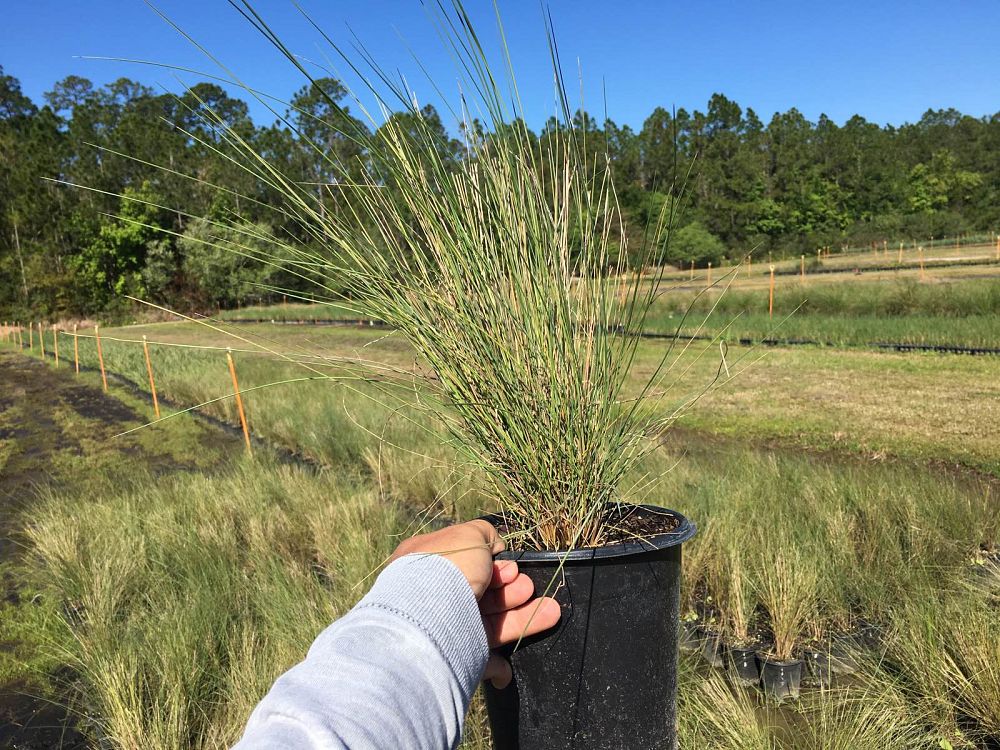muhlenbergia-capillaris-gulf-coast-muhly-grass-hair-awn-muhly-pink-muhly-grass