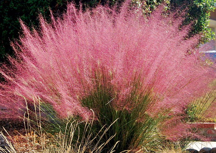 muhlenbergia-capillaris-gulf-coast-muhly-grass-hair-awn-muhly-pink-muhly-grass