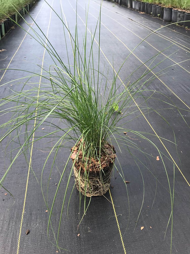 muhlenbergia-capillaris-gulf-coast-muhly-grass-hair-awn-muhly-pink-muhly-grass