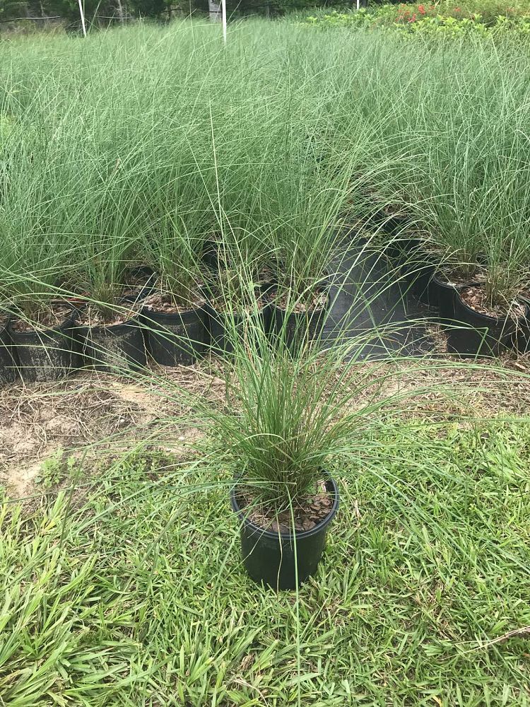 muhlenbergia-capillaris-gulf-coast-muhly-grass-hair-awn-muhly-pink-muhly-grass
