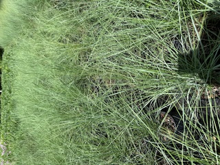 muhlenbergia-capillaris-gulf-coast-muhly-grass-hair-awn-muhly-pink-muhly-grass