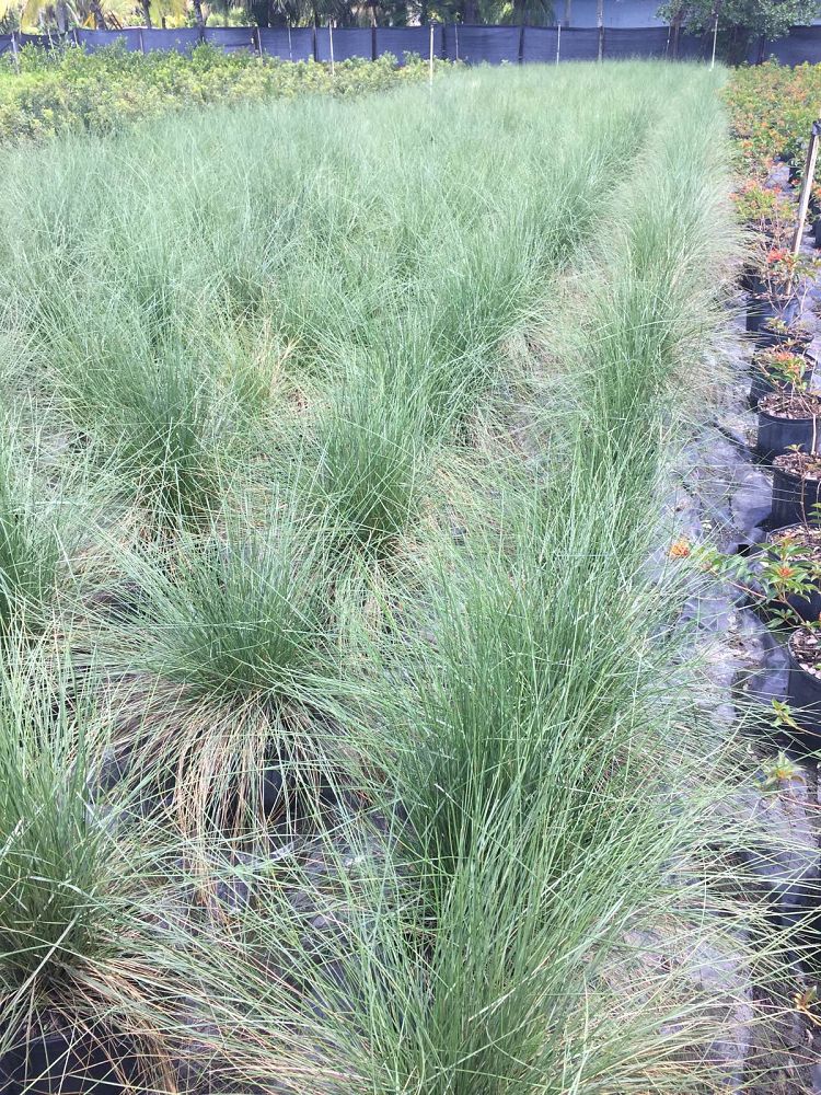 muhlenbergia-capillaris-gulf-coast-muhly-grass-hair-awn-muhly-pink-muhly-grass