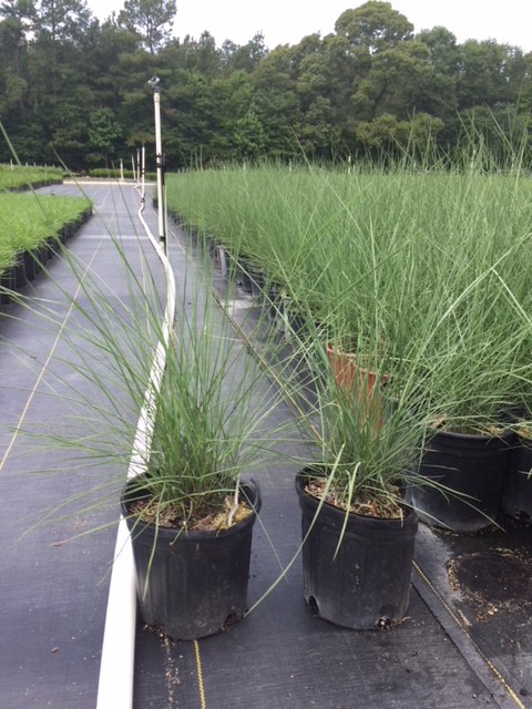 muhlenbergia-capillaris-gulf-coast-muhly-grass-hair-awn-muhly-pink-muhly-grass