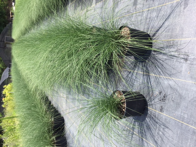 muhlenbergia-capillaris-gulf-coast-muhly-grass-hair-awn-muhly-pink-muhly-grass