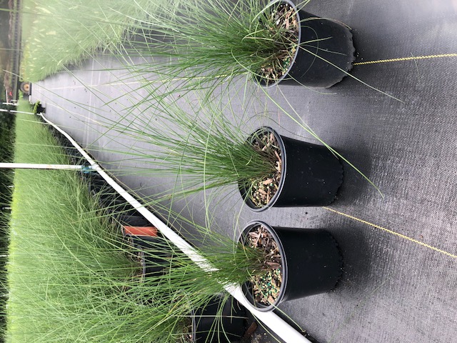 muhlenbergia-capillaris-gulf-coast-muhly-grass-hair-awn-muhly-pink-muhly-grass