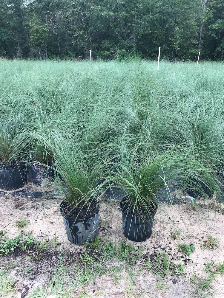muhlenbergia-capillaris-gulf-coast-muhly-grass-hair-awn-muhly-pink-muhly-grass