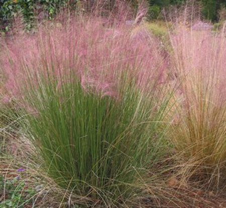 muhlenbergia-capillaris-gulf-coast-muhly-grass-hair-awn-muhly-pink-muhly-grass