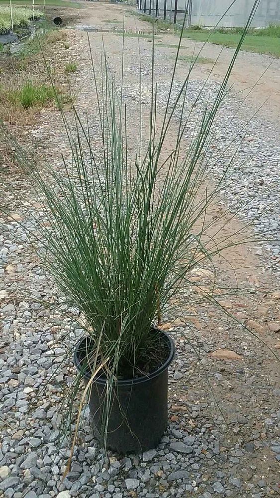 muhlenbergia-capillaris-gulf-coast-muhly-grass-hair-awn-muhly-pink-muhly-grass