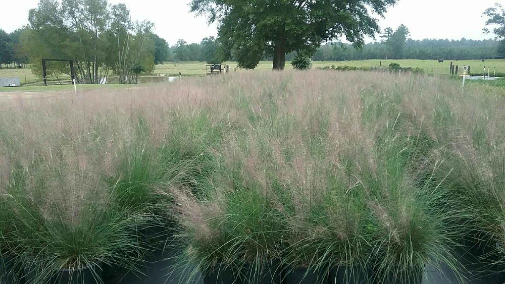 muhlenbergia-capillaris-gulf-coast-muhly-grass-hair-awn-muhly-pink-muhly-grass