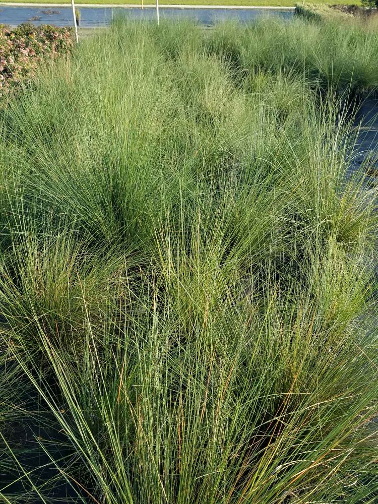 muhlenbergia-capillaris-gulf-coast-muhly-grass-hair-awn-muhly-pink-muhly-grass